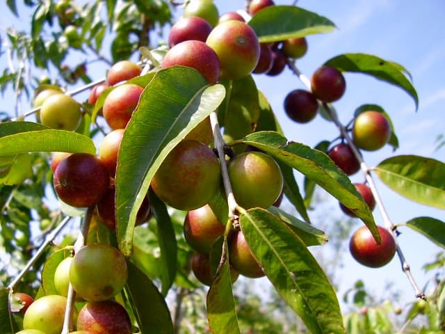 Camu camu herbal extract