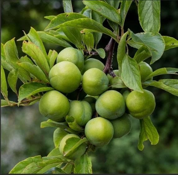Kakadu plum